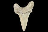 Serrated Fossil Auriculatus Tooth - Sarysu River, Kazakhstan #173799-1